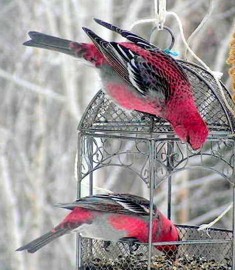 Male Pine Grosbeaks