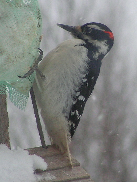 Male Hairy Woodpecker