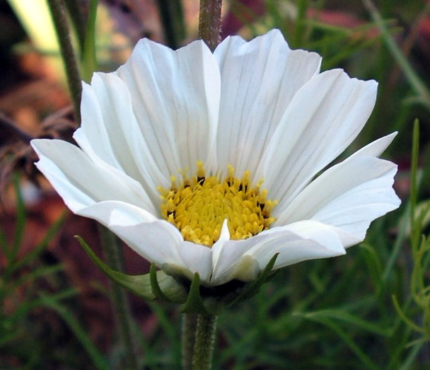 Late Spring Aster