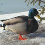 Mallard Duck, a Male