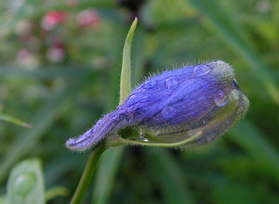 Delphinium Bud Under the Rain