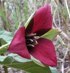 Red Trilium, a Wild Flower