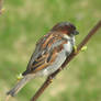 Male House Sparrow Resting