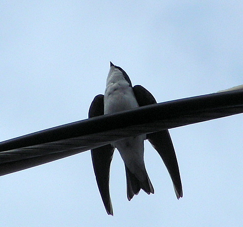 A Tree Swallow by JocelyneR