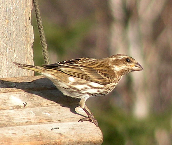 Female Purple Finch