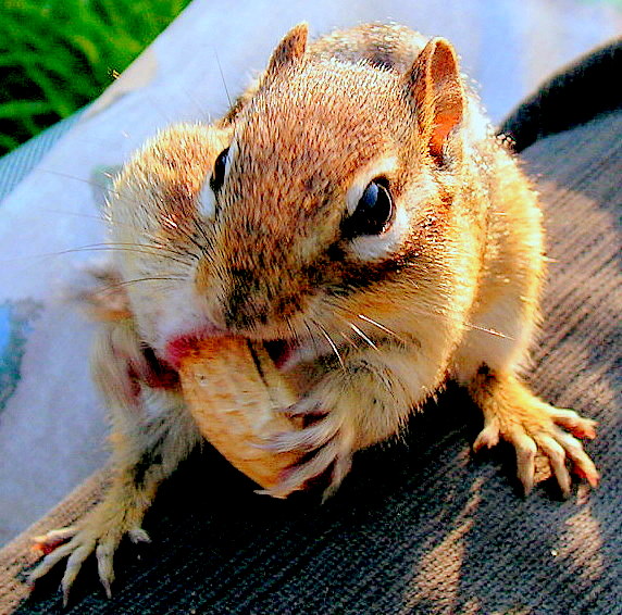 Sweet Chipmunk