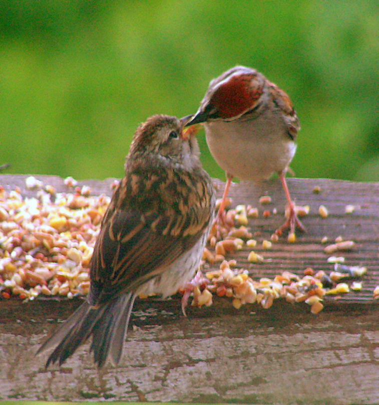 Mum Feeding...