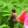 Ruby-throated Hummingbird