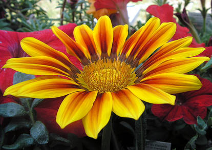 Gazania