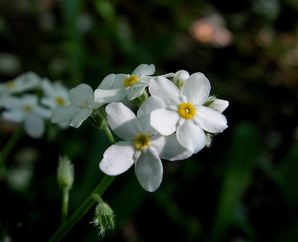 White Forget-me-not