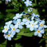 Blue Forget-me-not