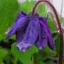 Alpine Columbine on the Rain