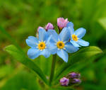 Forget-Me-Not, Tea by JocelyneR