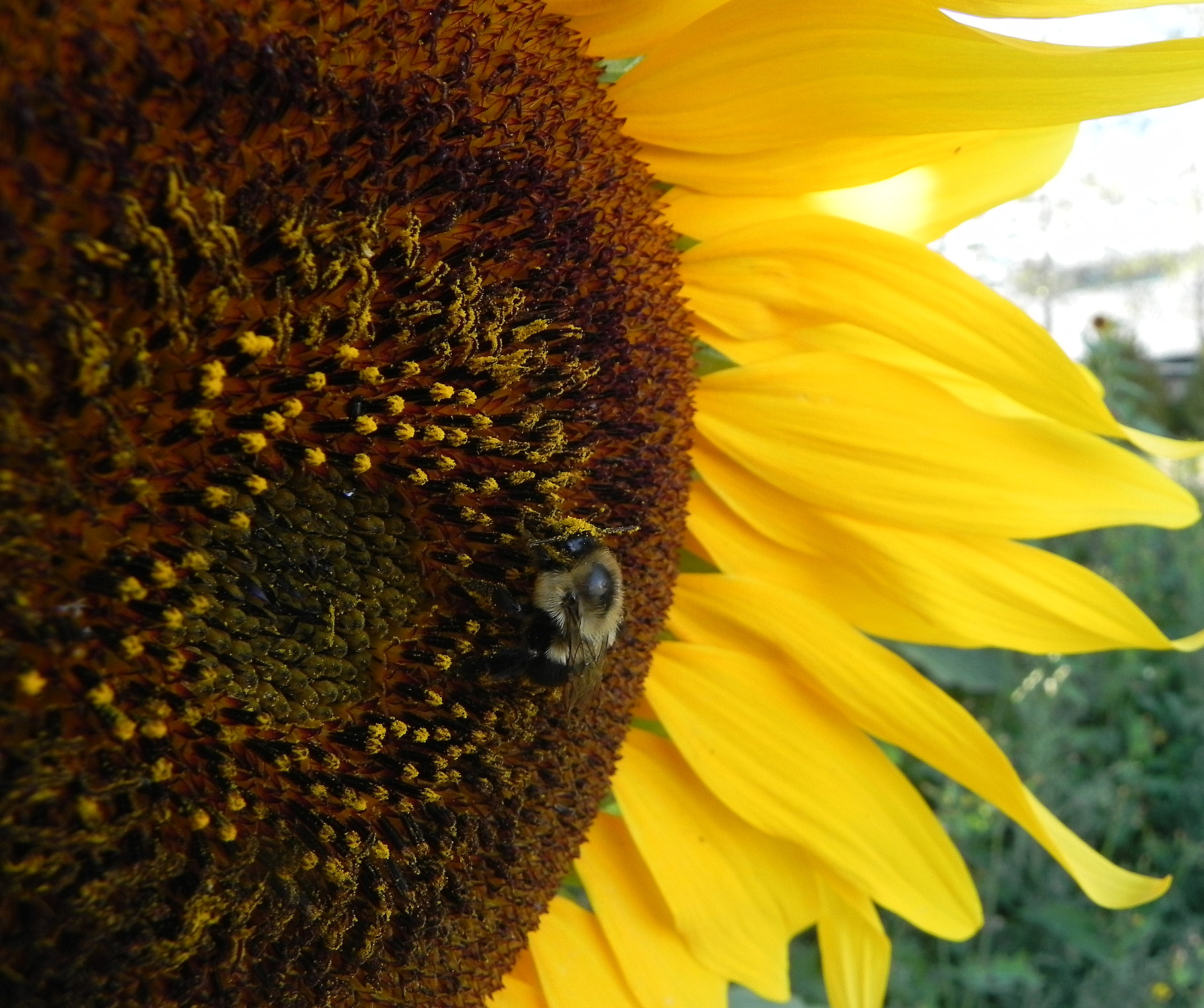 Pollen on the Bee's Head