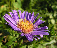 Purple Flower