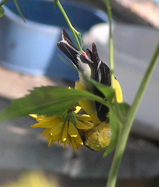 Goldfinch and Golden Flower by JocelyneR