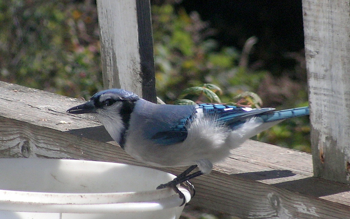 A Blue Jay 03