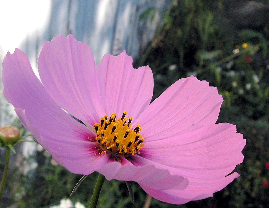 A Pink Cosmos