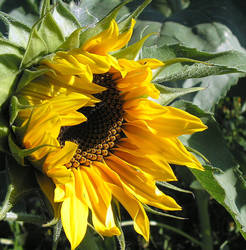 Late Opening Sunflower