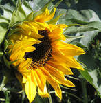 Late Opening Sunflower by JocelyneR