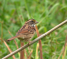 White-Throated Sparrow 01