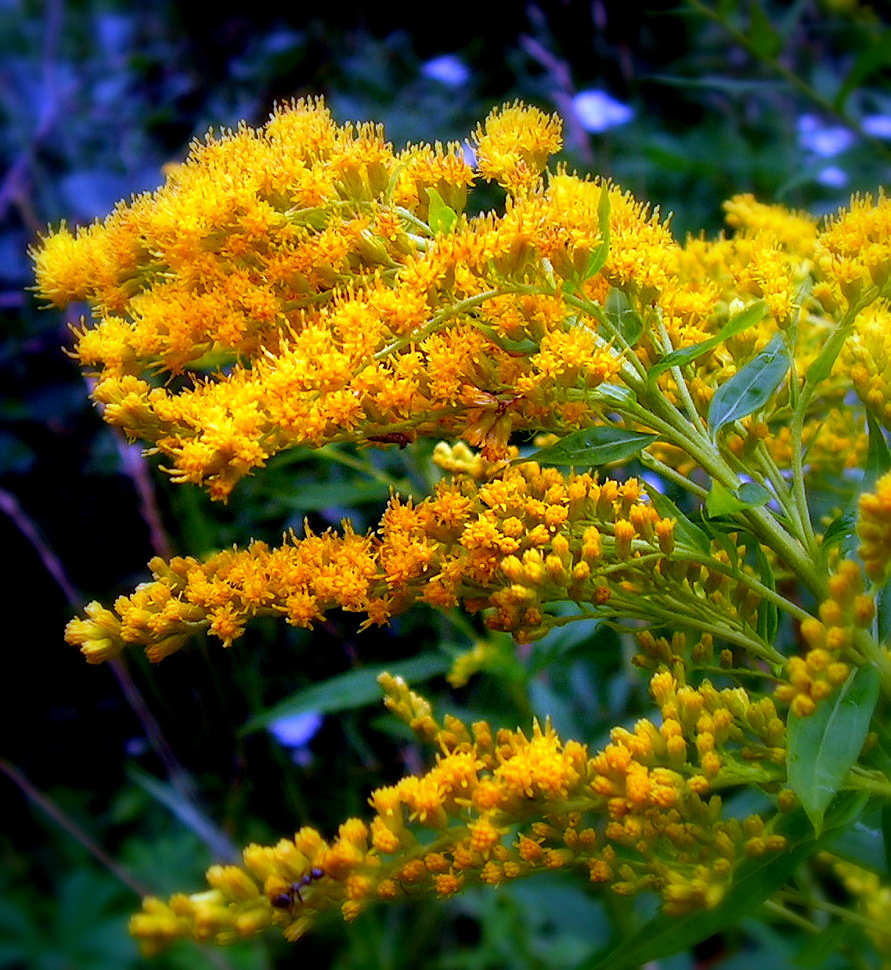 Yellow Weed - Goldenrod Flower