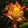 A Lovely Columbine  for Nataly