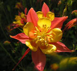 A Lovely Columbine for Nataly by JocelyneR