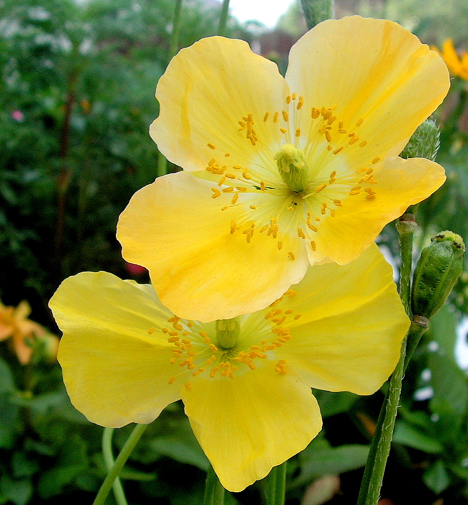 Yellow Poppies - for Margo