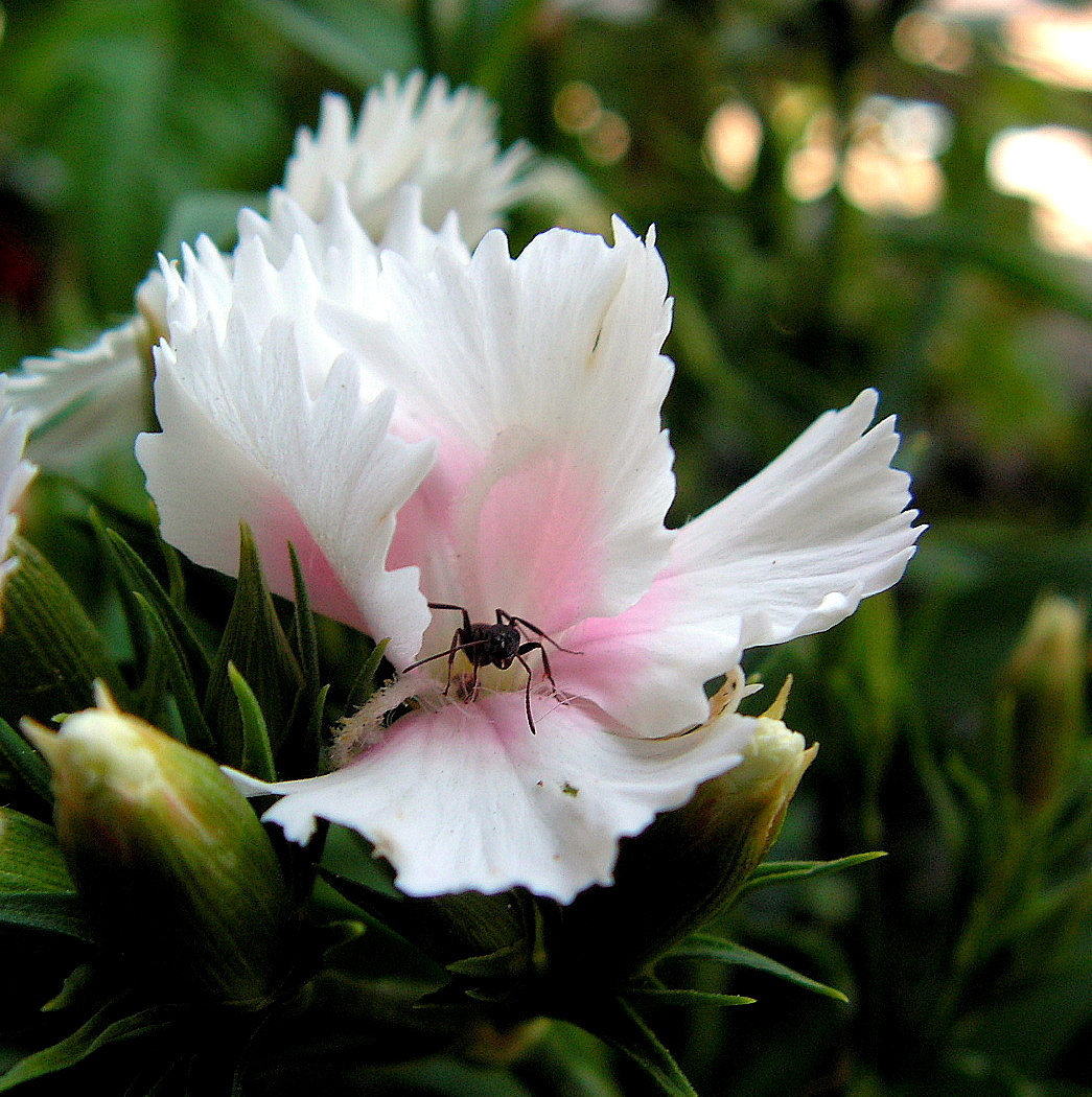 Ant on the Dianthus -for Gypsy