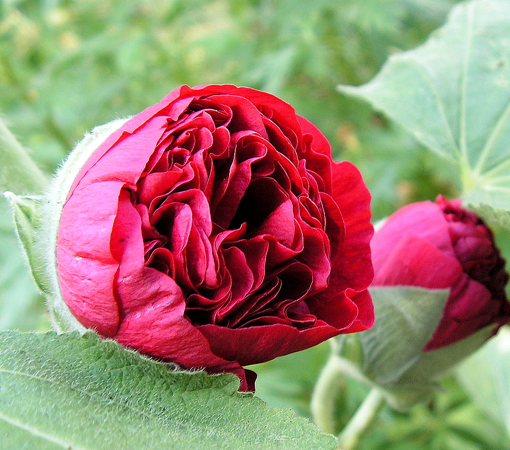 Hollyhock Bud - for Dana