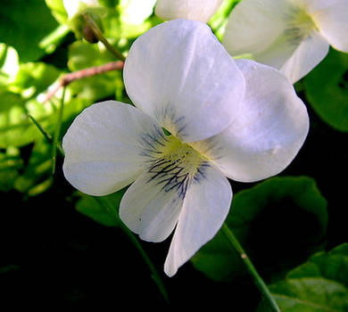 Tiny Viola in the Grass by JocelyneR