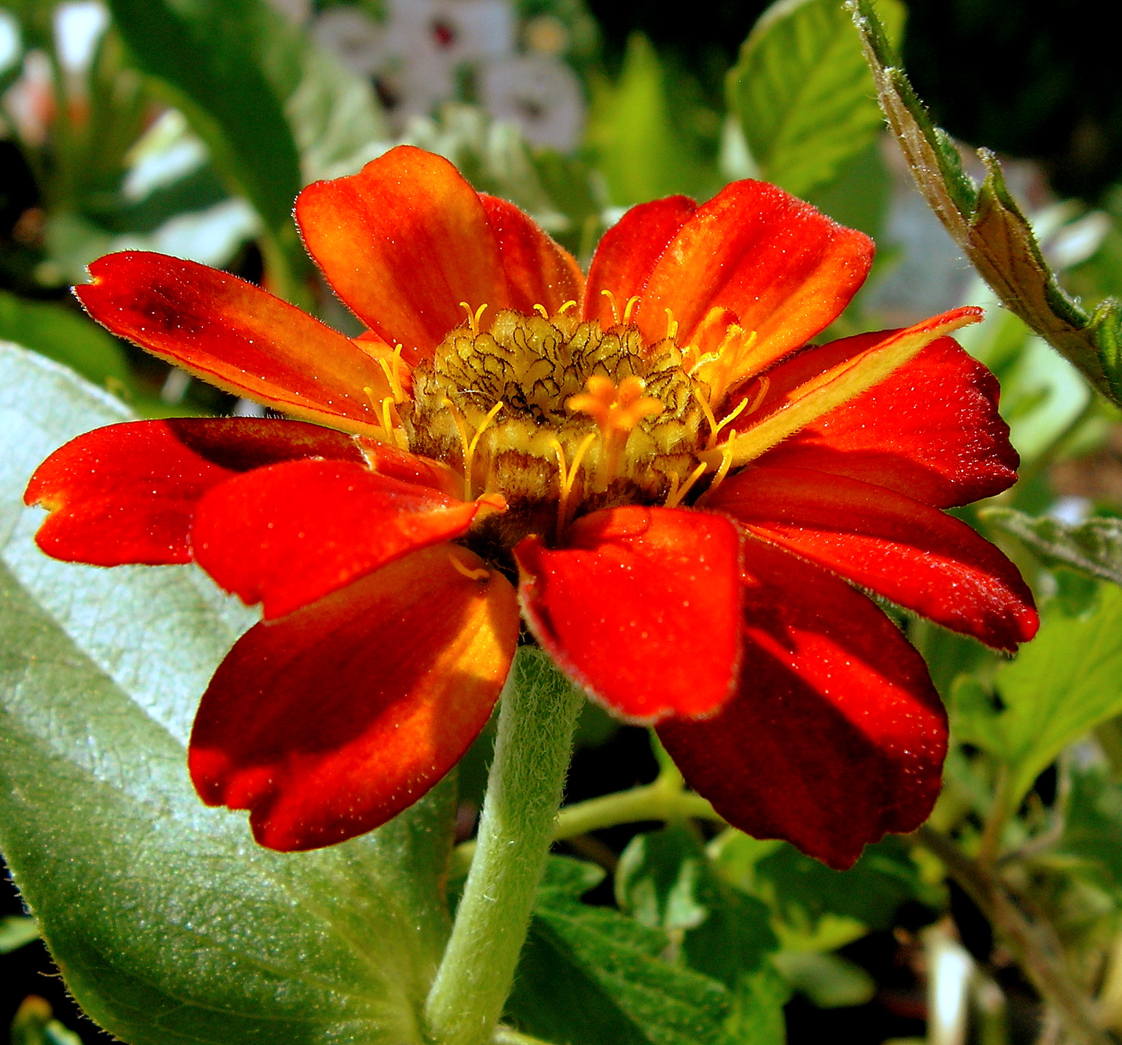 A Zinnia