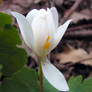 Little Flower Under the Trees