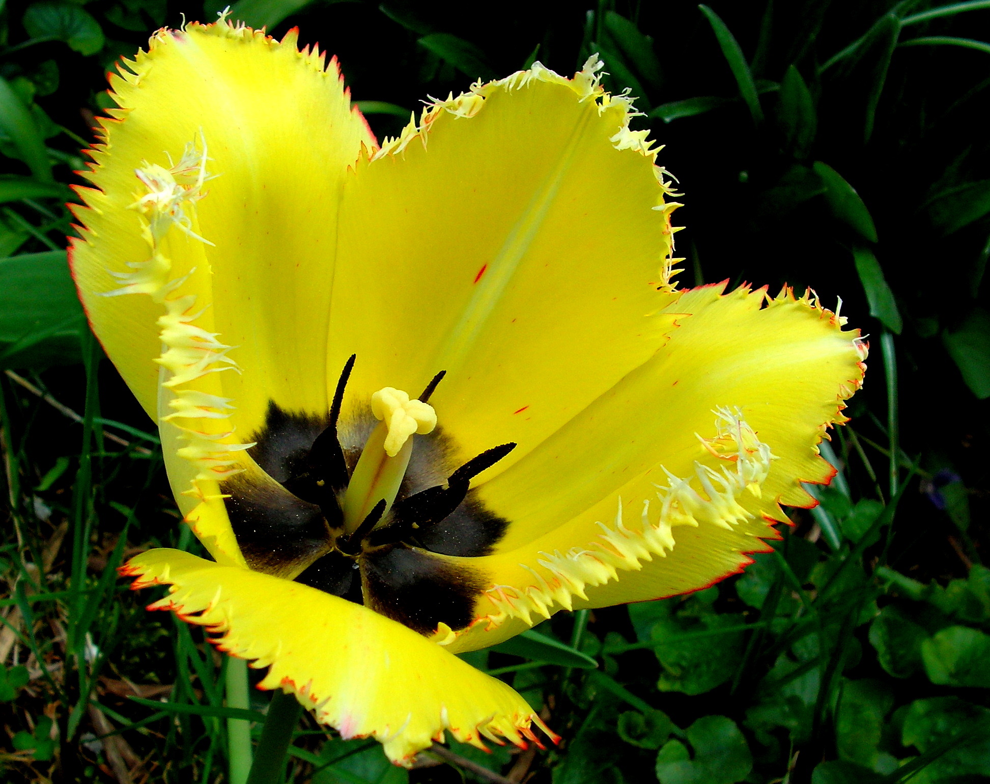 A Tulip, Spring at last...