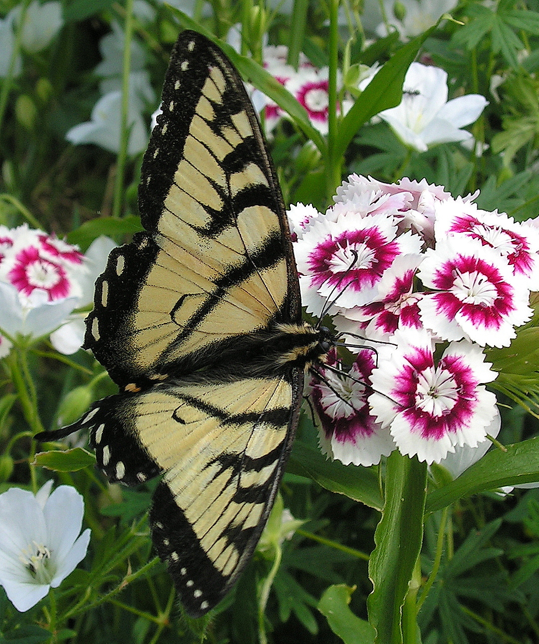 Butterfly on Dianthus