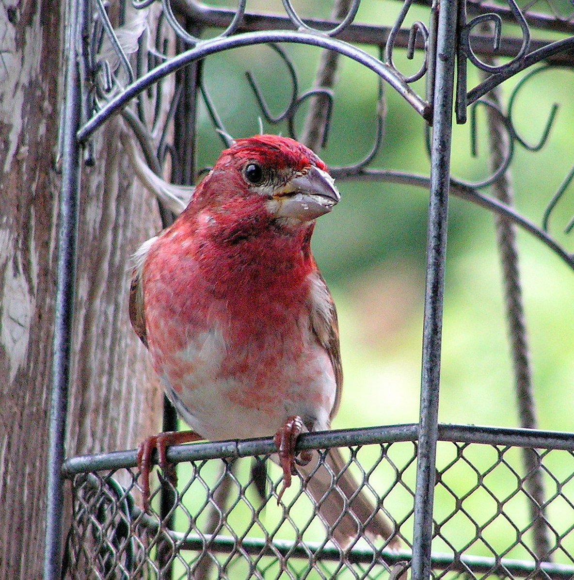 Male Purple Finch