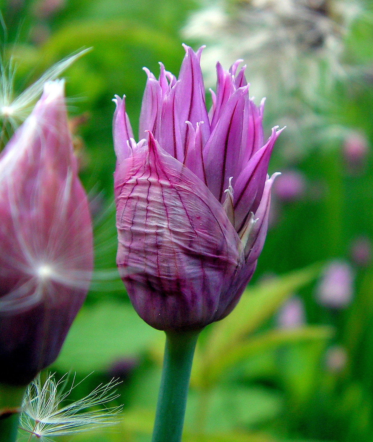 A Chive's Bud - for Tea