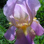 Delicate Pink Iris