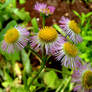 June Pretty Wild Flowers