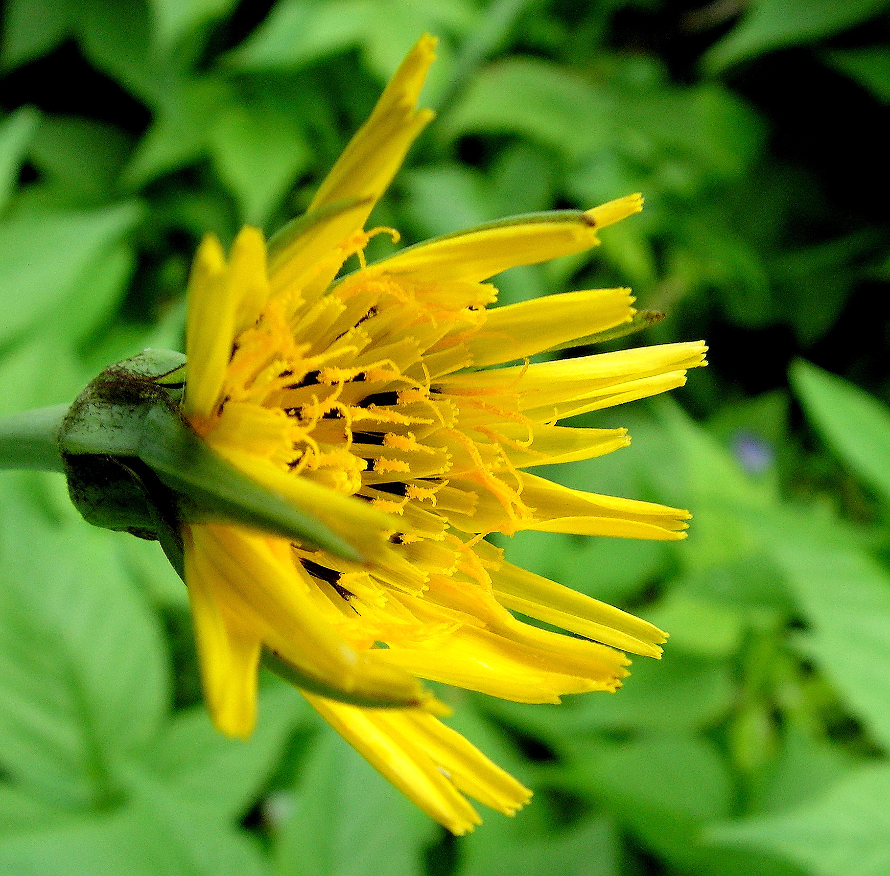 Pretty Yellow Salsify