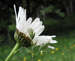 Wet Daisy