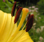 Asiatic Lily Sepals by JocelyneR