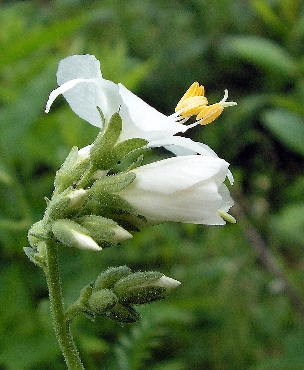 Sensitive Little Flowers