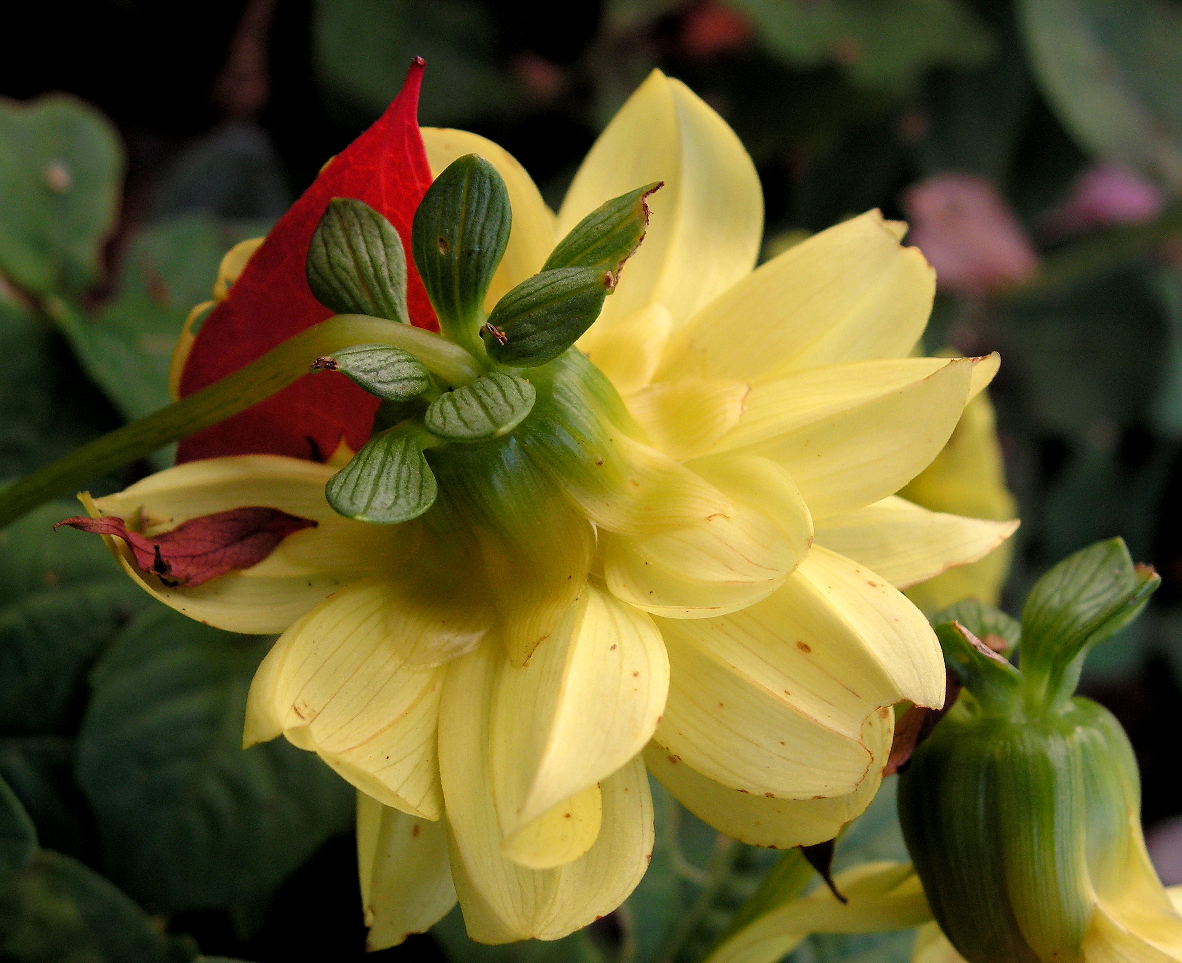 Struggling Dahlia in Fall