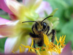 Bumble Bee on Dahlia - macro by JocelyneR