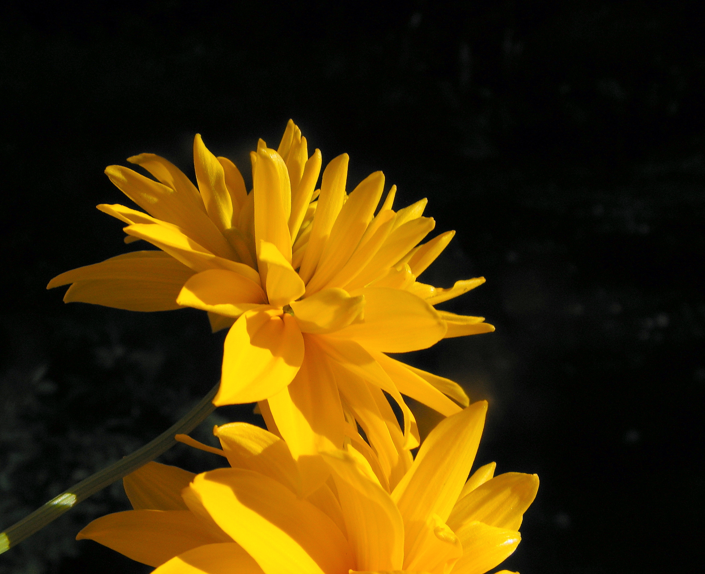 Heliopsis, Light and Shadow