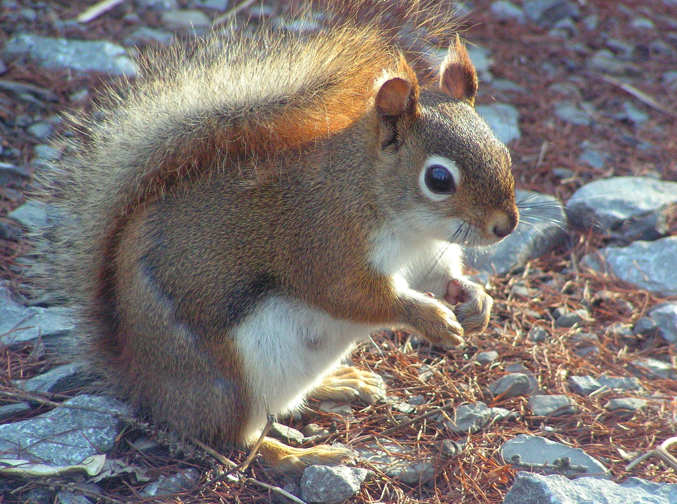 Young Mother Still Moulting