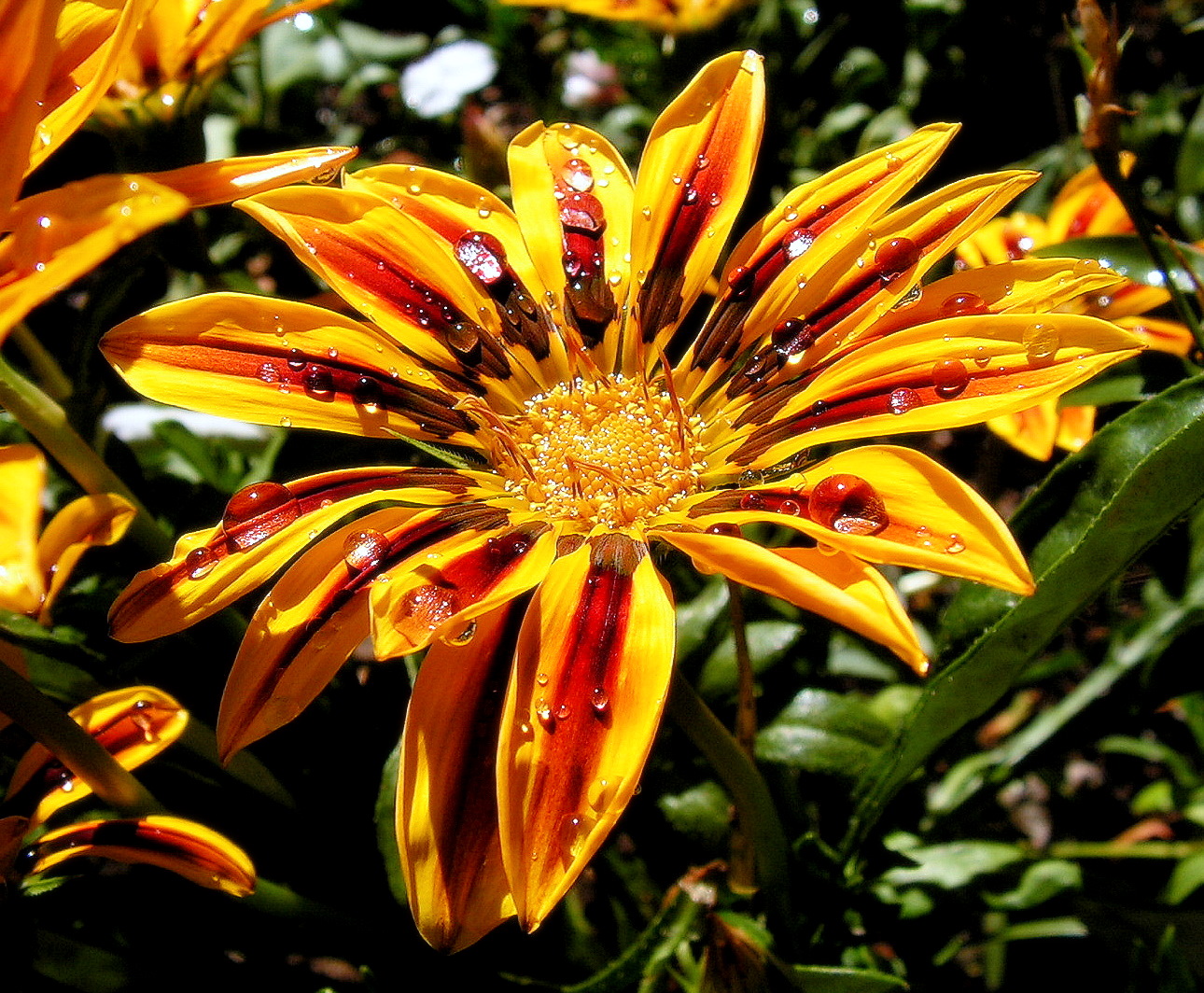 Gazania Under The Rain