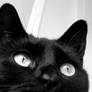 Felinity - BW